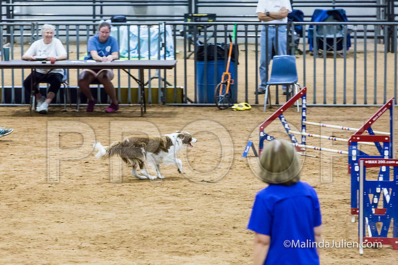 Agility STD Sun 16 Border Collie-JJJ_6816-HR3