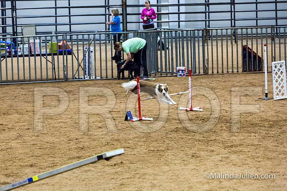 Agility STD Sun 16 Border Collie-JJJ_6819-HR3