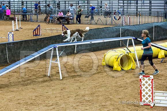 Agility STD Sun 16 Border Collie-JJJ_6829-HR3