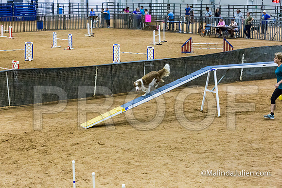 Agility STD Sun 16 Border Collie-JJJ_6830-HR3