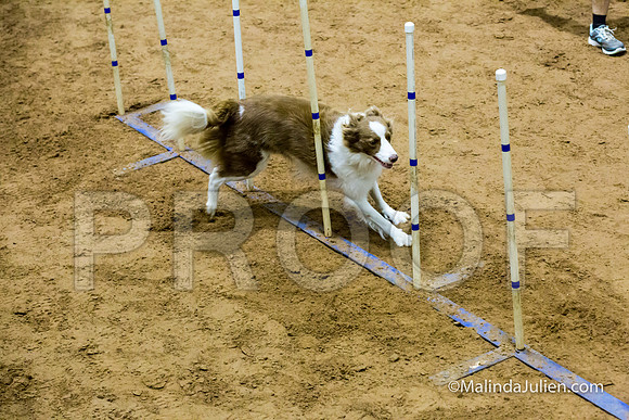 Agility STD Sun 16 Border Collie-JJJ_6836-HR3
