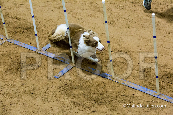 Agility STD Sun 16 Border Collie-JJJ_6840-HR3