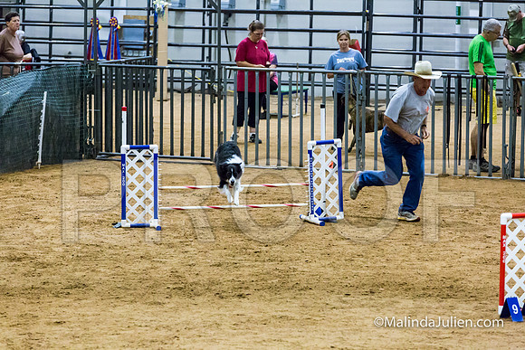 Agility STD Sun 16 Border Collie Annie-JJJ_6903-HR3