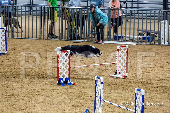 Agility STD Sun 16 Border Collie Annie-JJJ_6904-HR3