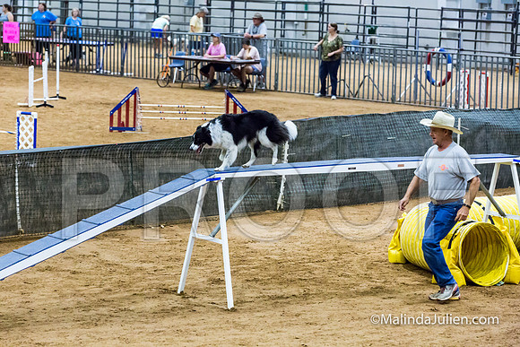 Agility STD Sun 16 Border Collie Annie-JJJ_6914-HR3