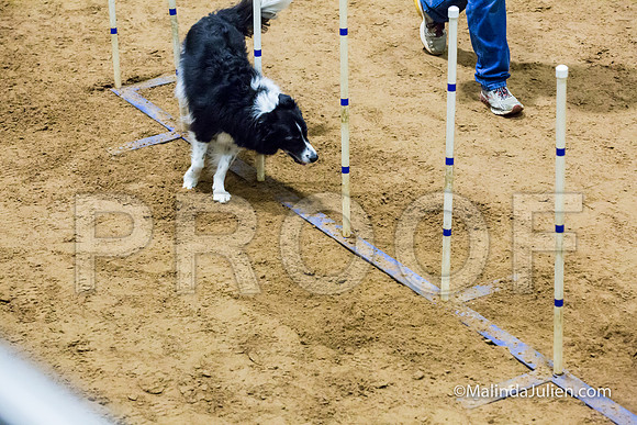 Agility STD Sun 16 Border Collie Annie-JJJ_6918-HR3