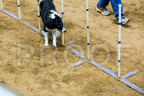 Agility STD Sun 16 Border Collie Annie-JJJ_6920-HR3