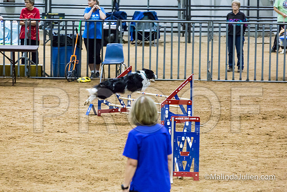 Agility STD Sun 16 Border Collie-2-JJJ_7046-HR3