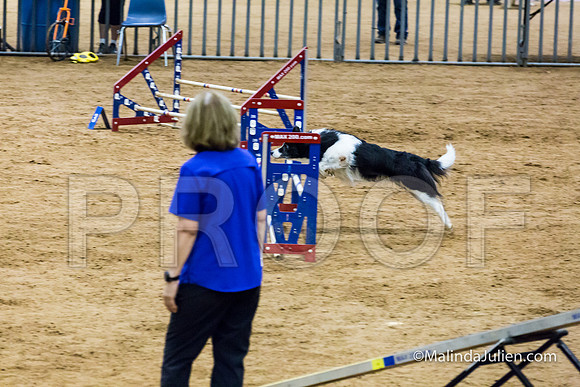 Agility STD Sun 16 Border Collie-2-JJJ_7049-HR3
