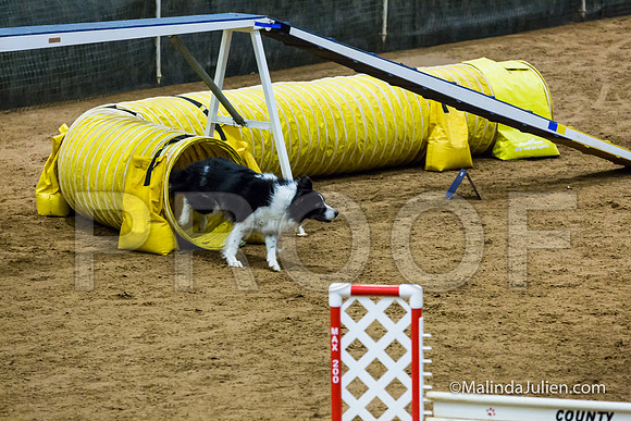 Agility STD Sun 16 Border Collie-2-JJJ_7053-HR3