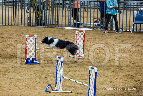 Agility STD Sun 16 Border Collie-2-JJJ_7057-HR3