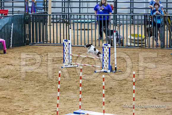 Agility STD Sun 16 Brittany-JJJ_4932-HR3