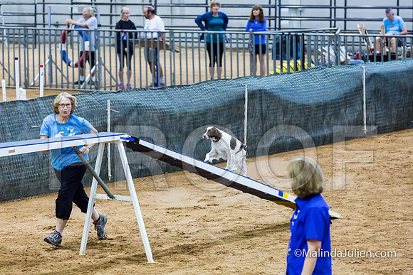 Agility STD Sun 16 Brittany-JJJ_4934-HR3