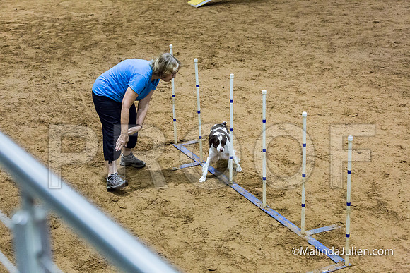 Agility STD Sun 16 Brittany-JJJ_4940-HR3