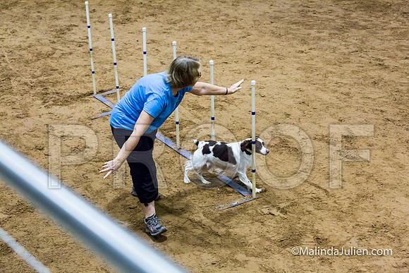 Agility STD Sun 16 Brittany-JJJ_4943-HR3