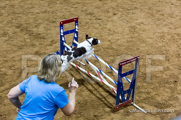 Agility STD Sun 16 Brittany-JJJ_4944-HR3