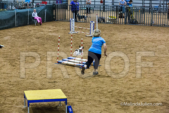 Agility STD Sun 16 Brittany-JJJ_4948-HR3