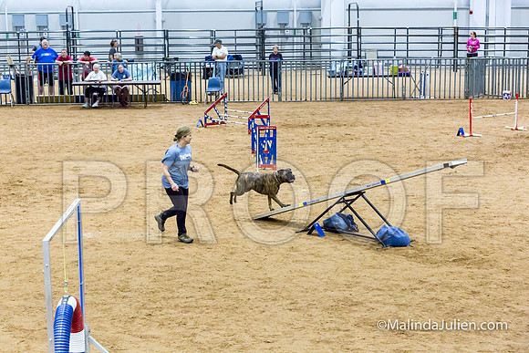 Agility STD Sun 16 Bullmastiff Bryndel-JJJ_6958-HR3