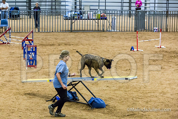 Agility STD Sun 16 Bullmastiff Bryndel-JJJ_6959-HR3