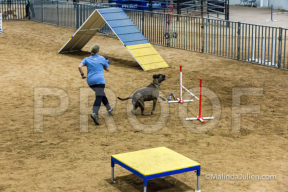 Agility STD Sun 16 Bullmastiff Bryndel-JJJ_6960-HR3