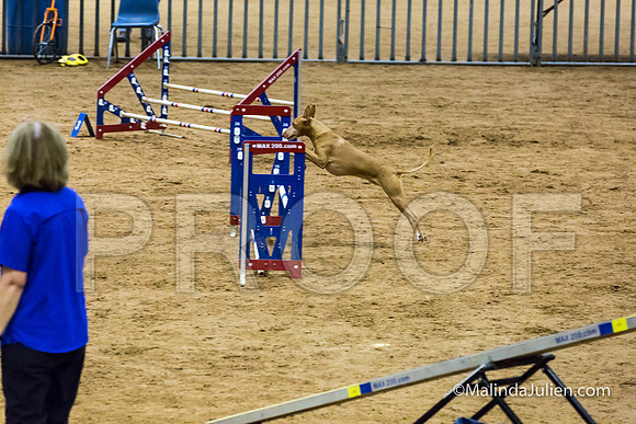 Agility STD Sun 16 Cirneco Rico-JJJ_6866-HR3