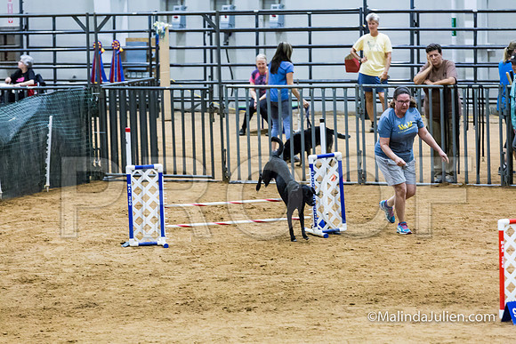 Agility STD Sun 16 Labrador Retriever-JJJ_6968-HR3