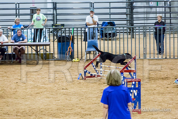 Agility STD Sun 16 Labrador Retriever-JJJ_6970-HR3