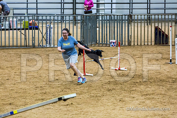 Agility STD Sun 16 Labrador Retriever-JJJ_6971-HR3