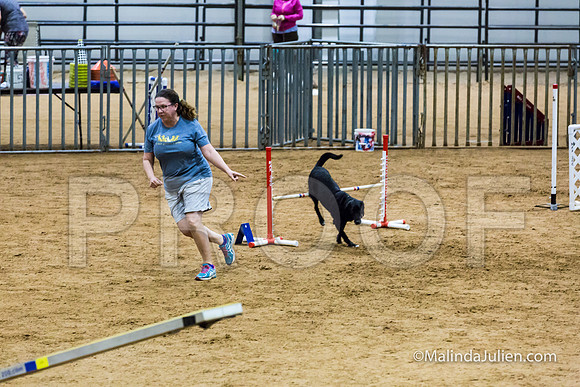 Agility STD Sun 16 Labrador Retriever-JJJ_6972-HR3