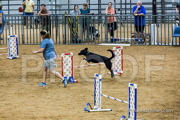 Agility STD Sun 16 Labrador Retriever-JJJ_6973-HR3