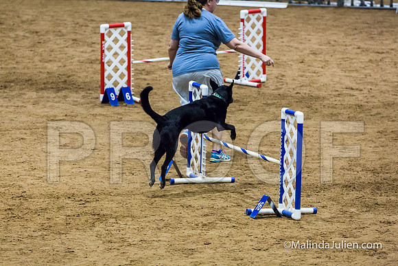 Agility STD Sun 16 Labrador Retriever-JJJ_6975-HR3
