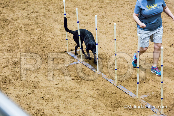 Agility STD Sun 16 Labrador Retriever-JJJ_6980-HR3