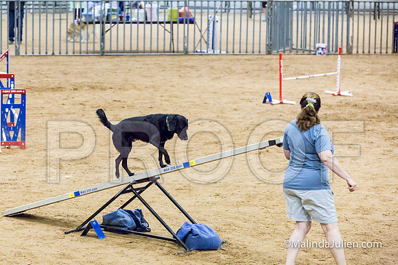 Agility STD Sun 16 Labrador Retriever-JJJ_6990-HR3