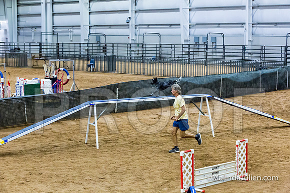 Agility STD Sun 16 Prem Australian Cattle Dog Allie-JJJ_8687-HR3