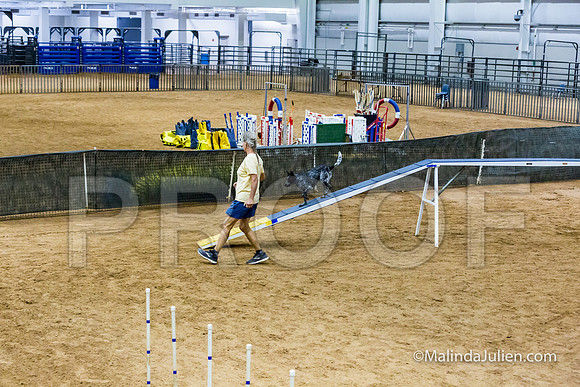 Agility STD Sun 16 Prem Australian Cattle Dog Allie-JJJ_8691-HR3