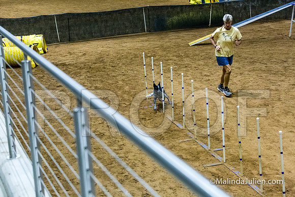 Agility STD Sun 16 Prem Australian Cattle Dog Allie-JJJ_8694-HR3
