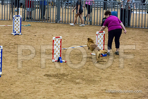 Agility STD Sun 16 Prem Nova Scotia Duck Tolling Retriever Meri-JJJ_8610-HR3