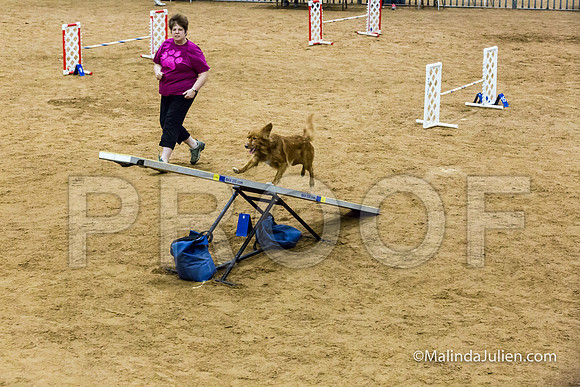 Agility STD Sun 16 Prem Nova Scotia Duck Tolling Retriever Meri-JJJ_8615-HR3