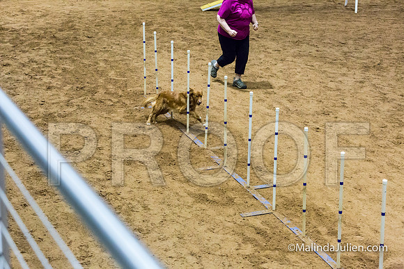 Agility STD Sun 16 Prem Nova Scotia Duck Tolling Retriever Meri-JJJ_8628-HR3