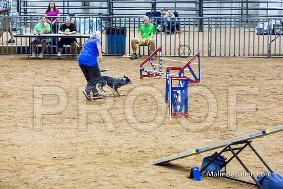 Agility STD Sun 18 Australian Cattle Dog-JJJ_5370-HR3
