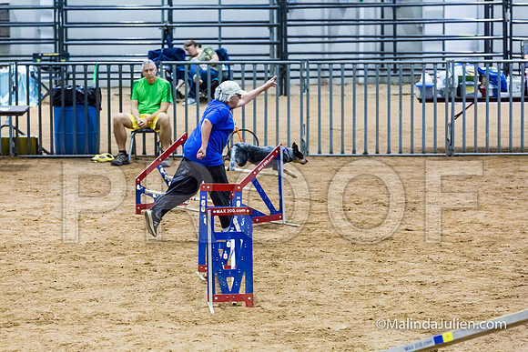 Agility STD Sun 18 Australian Cattle Dog-JJJ_5372-HR3