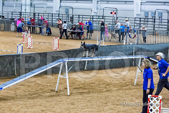 Agility STD Sun 18 Australian Cattle Dog-JJJ_5378-HR3