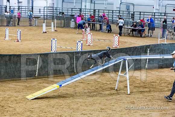 Agility STD Sun 18 Australian Cattle Dog-JJJ_5379-HR3