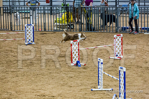 Agility STD Sun 18 Border Collie-JJJ_5385-HR3