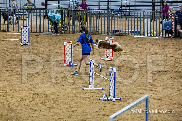 Agility STD Sun 18 Border Collie-JJJ_5391-HR3