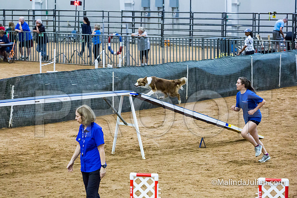 Agility STD Sun 18 Border Collie-JJJ_5393-HR3