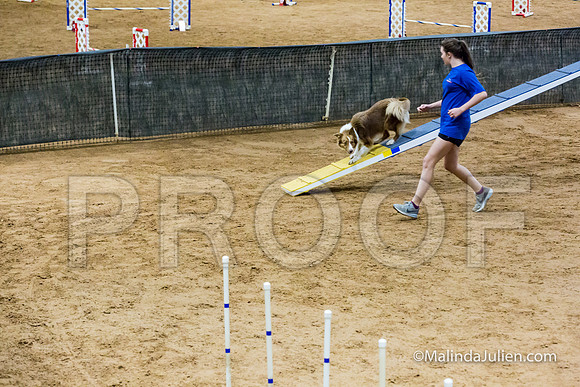 Agility STD Sun 18 Border Collie-JJJ_5396-HR3