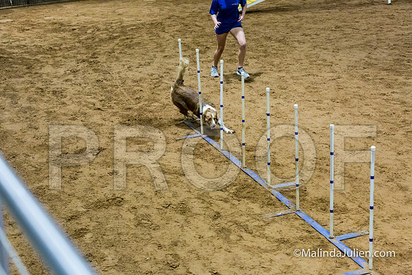 Agility STD Sun 18 Border Collie-JJJ_5397-HR3