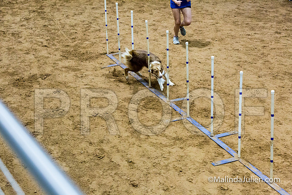 Agility STD Sun 18 Border Collie-JJJ_5400-HR3