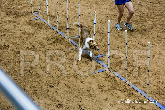 Agility STD Sun 18 Border Collie-JJJ_5404-HR3